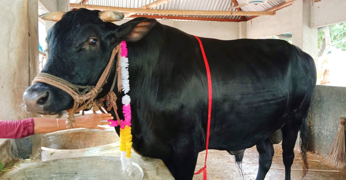 ৮ লাখে মিলবে ২০ মণের কালা তুফান