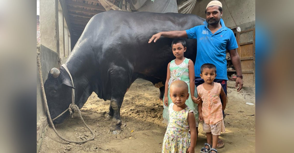 ৪০ মণ ওজনের কালা তুফানের দাম ২৫ লাখ