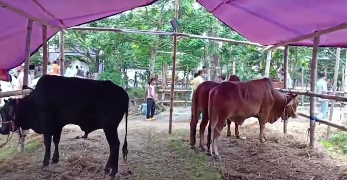 বরিশালে ক্রেতা শূন্য পশুর হাট