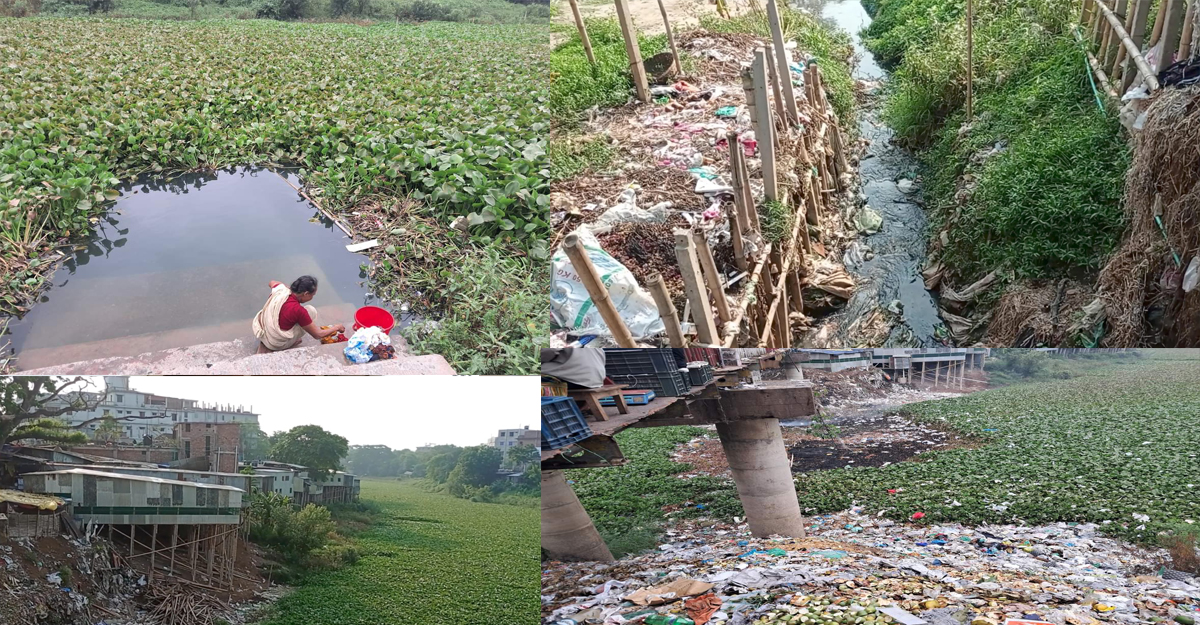 দখল-দূষণ আর কচুরিপানায় গিলে খাচ্ছে কুমার নদ