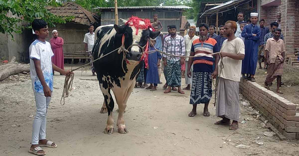 চাঁপাইনবাবগঞ্জে ‘রাজাবাবুর’ দাম ১৮ লাখ