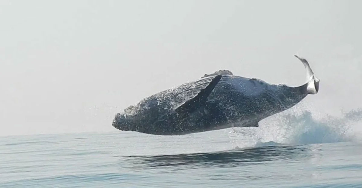 ৪০ টন ওজনের তিমির বিরল লাফ (ভিডিও)