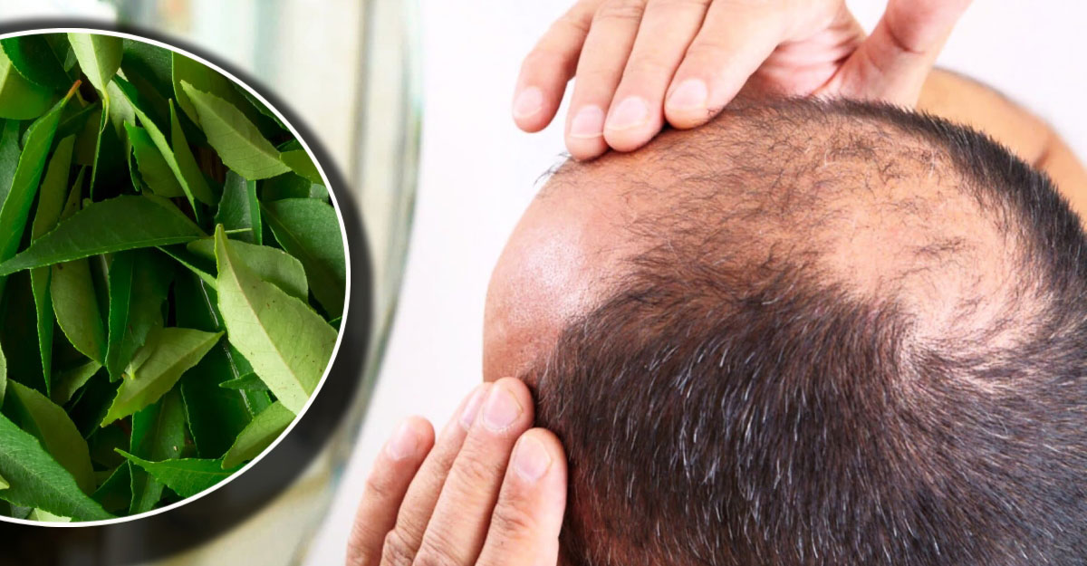 টাক সমস্যার সমাধান মিলবে কারিপাতায়