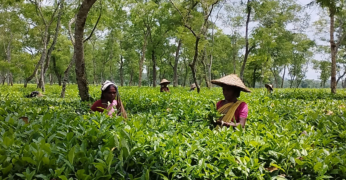 চা শ্রমিকদের ভাগ্যে কোনো পরিবর্তন আসেনি