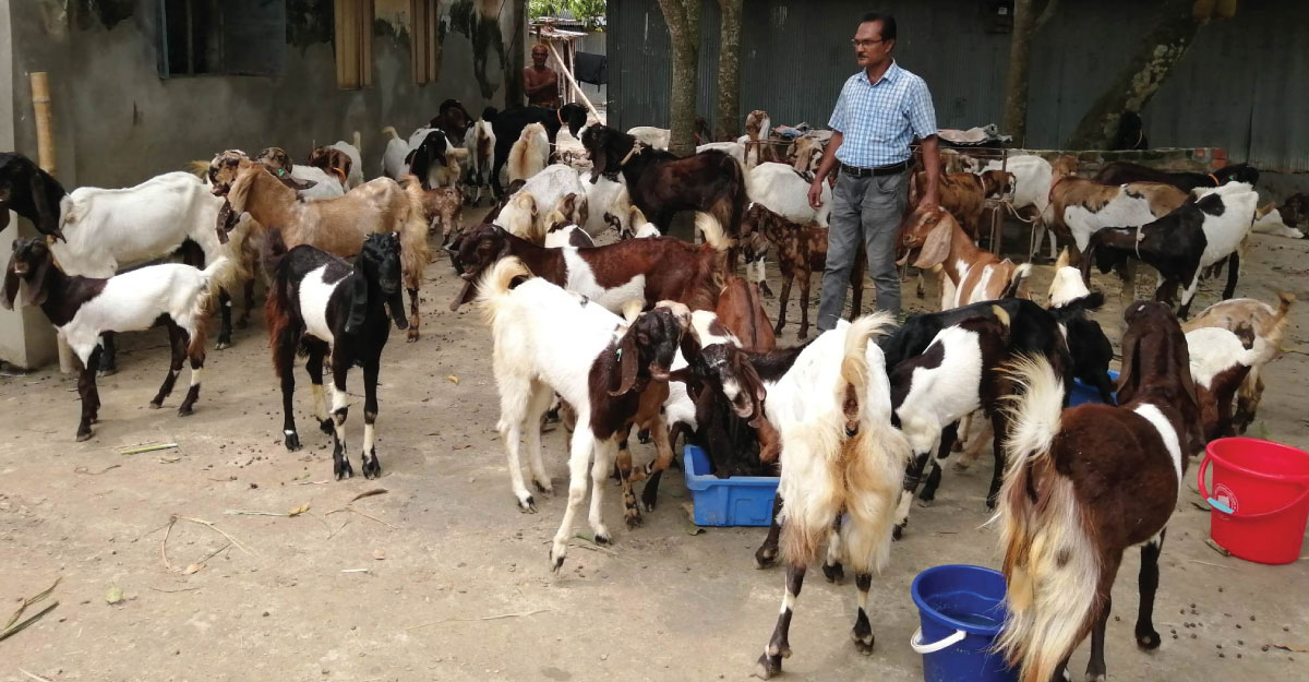 ছাগল পালন করে শাহীনুরের বার্ষিক আয় ৭ লাখ টাকা