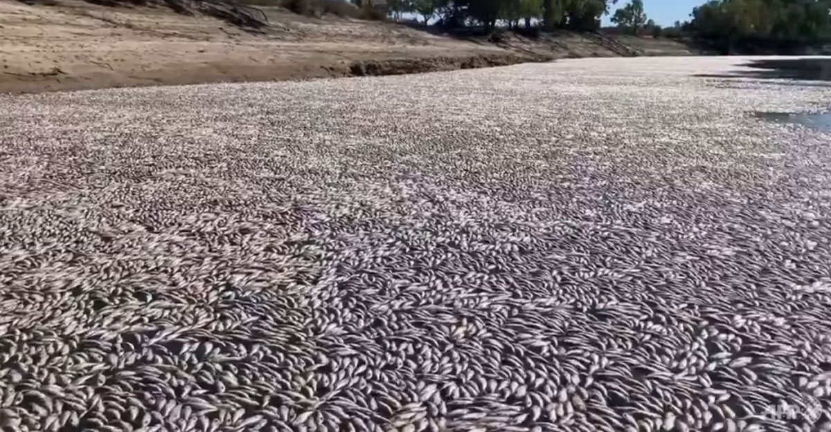 australia fish