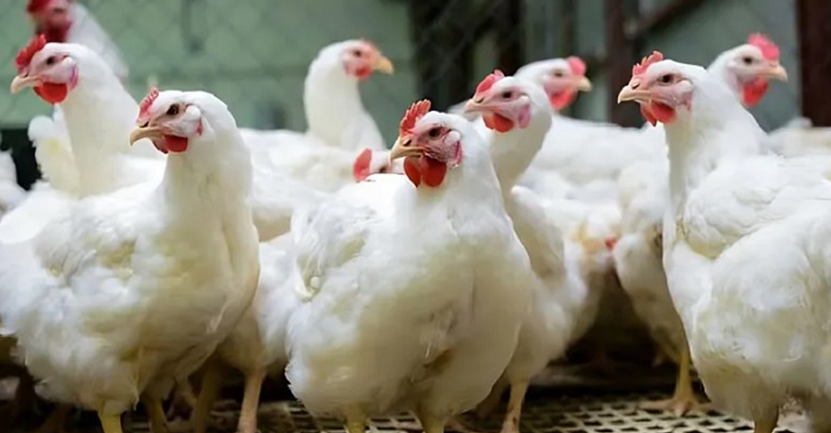ব্রয়লার মুরগির নতুন দাম নির্ধারণ