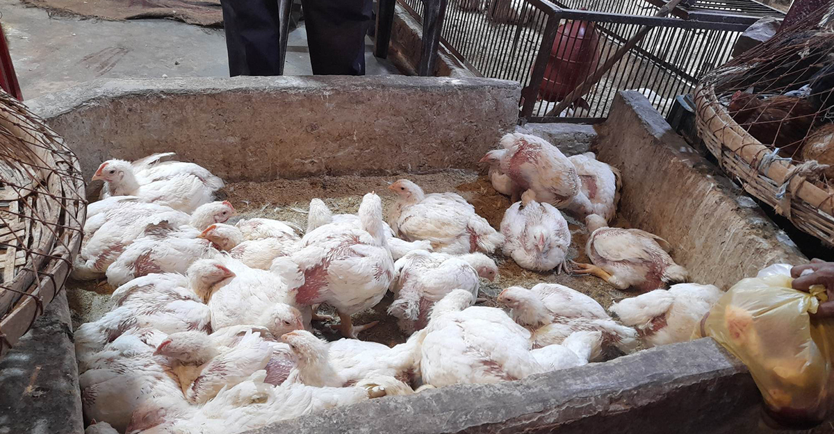প্রোটিনের ‘শেষ ভরসা’ ব্রয়লার কিনতেও হিমশিম