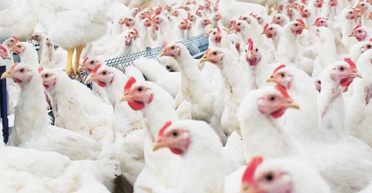 ব্রয়লারের দাম নিয়ন্ত্রণে রাখতে ভোক্তা অধিকারের ৮ সুপারিশ