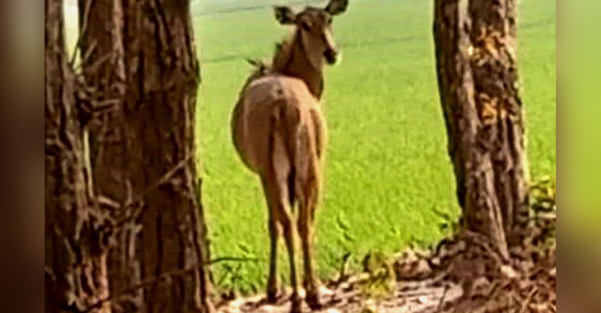 কাঁটাতারের বেড়া ডিঙ্গিয়ে বিলুপ্তপ্রায় নীলগাই বিরলের শালবনে