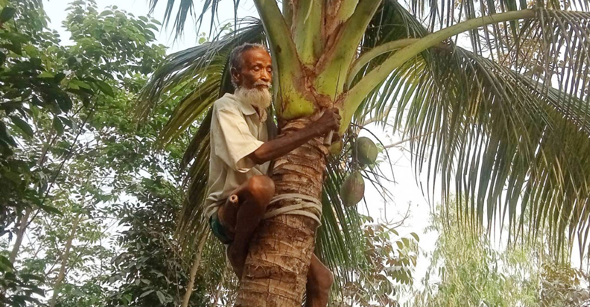 নারিকেল গাছ পরিষ্কার করেই ৬০ বছর পার!