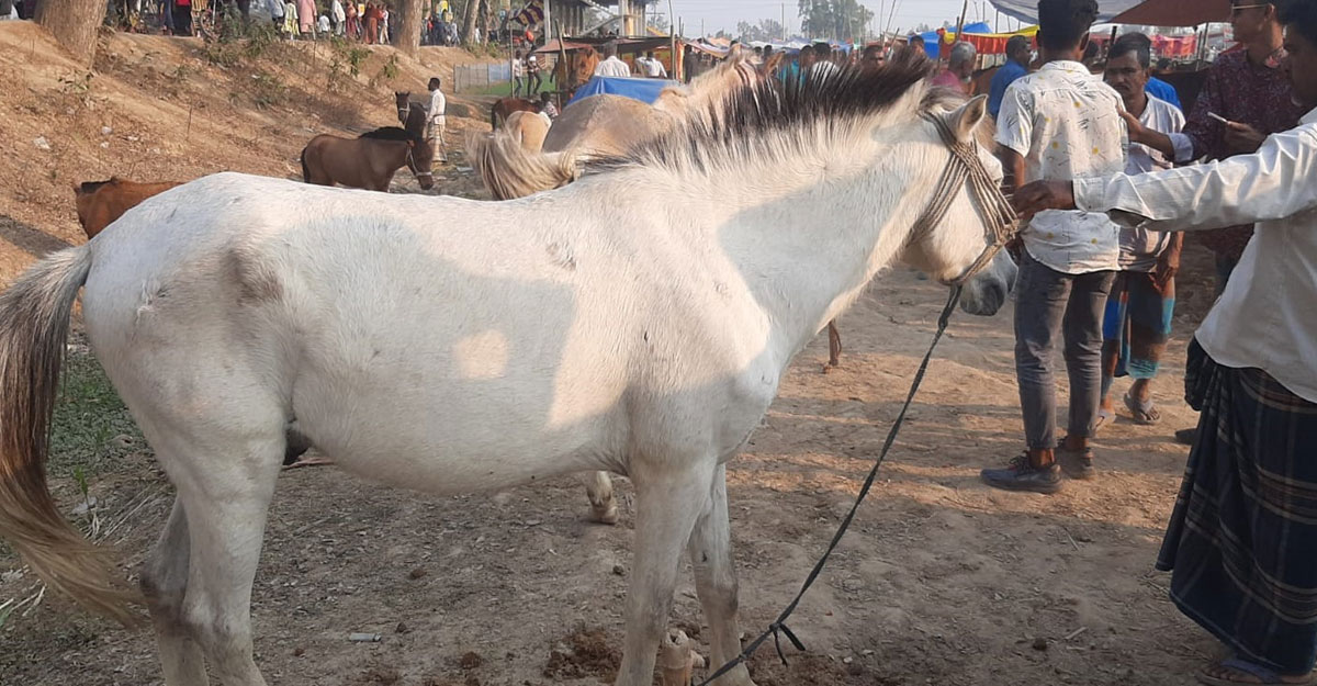 ৫০০ বছরের মেলায় পঙ্খিরাজ ঘোড়া  