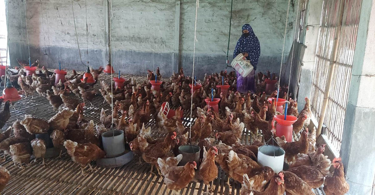 মুরগির বাজারে অস্থিরতা: হ্যাচারি মালিকদের দুষছেন ছোট খামারিরা