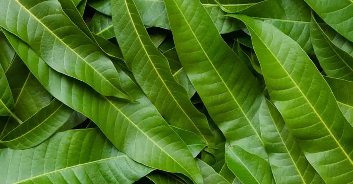 mango leaves