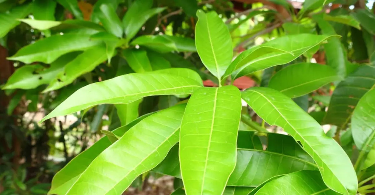 mango leaves