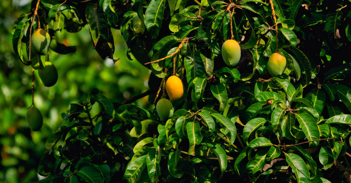 যেভাবে আম পাতা খেলে ডায়াবেটিস-ব্লাড প্রেশার কমে