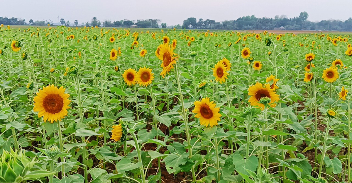 ফাগুনের রোদে ক্ষেতজুড়ে দোল খায় সূর্যমুখী