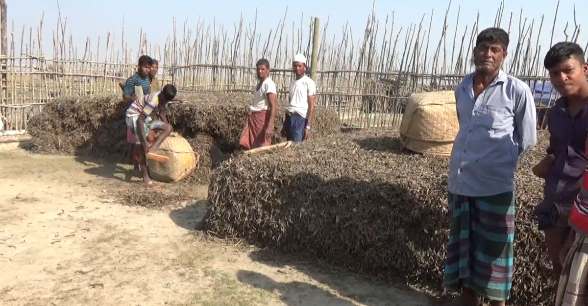 হাতিয়ায় শুঁটকি উৎপাদন লক্ষ্যমাত্রা অর্জনে জেলেদের শঙ্কা