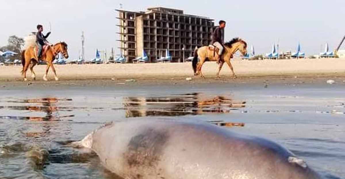 সৈকতে ভেসে এলো জোড়া ডলফিন