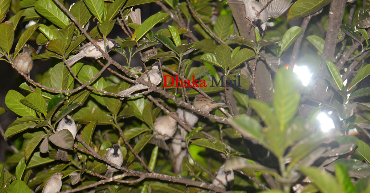 শহরের ঝলমলে আলোও ঘুম ভাঙাতে পারে না ওদের