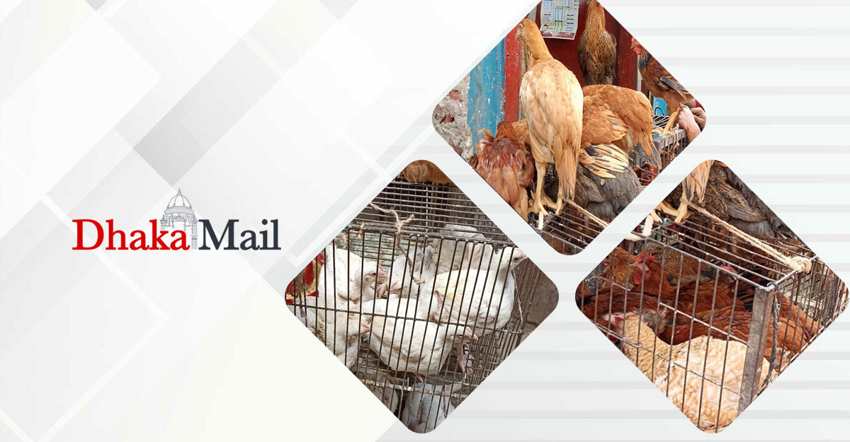 মধ্যবিত্তরা খুঁজছে ছোট মুরগি, কমেছে বিক্রিও