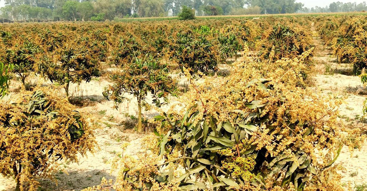 মুকুলে ছেয়ে গেছে বাগান, লাভের স্বপ্নে বিভোর আমচাষিরা