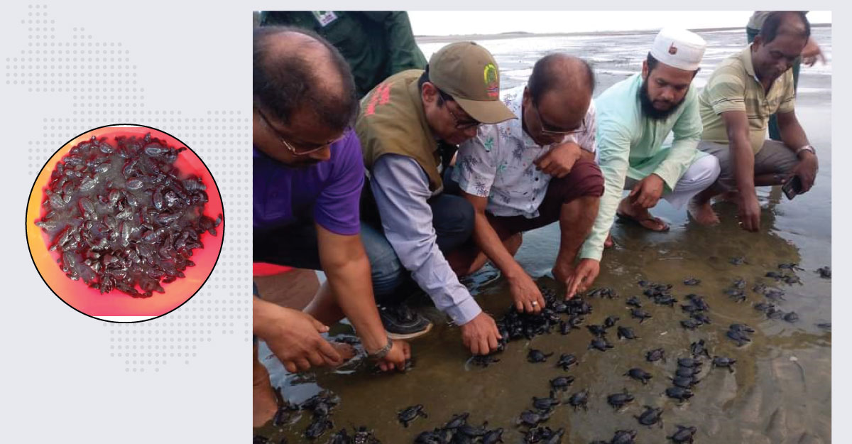 প্যাঁচার দ্বীপে ২৭০ কাছিমের বাচ্চা অবমুক্ত