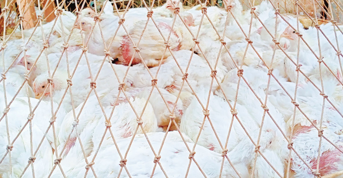 নওগাঁয় বেড়েছে মুরগির দাম, অস্বস্তিতে ক্রেতারা