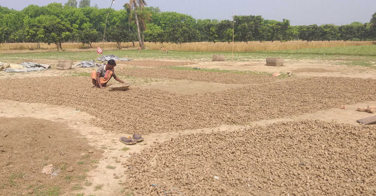 এক উপজেলায় ৫০ কোটি টাকার হলুদ বাণিজ্যিক সম্ভাবনা