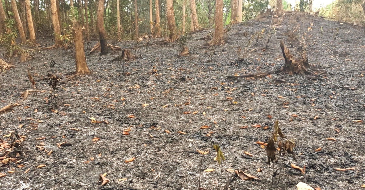 এবার আগুনে পুড়ল সংরক্ষিত রাজকান্দি বন