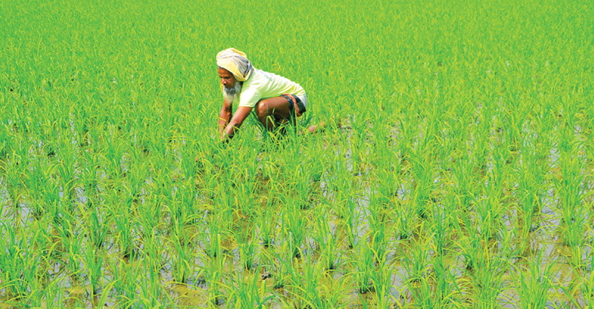 বগুড়ায় বোরো চাষে কৃষকের মুখে হাসি