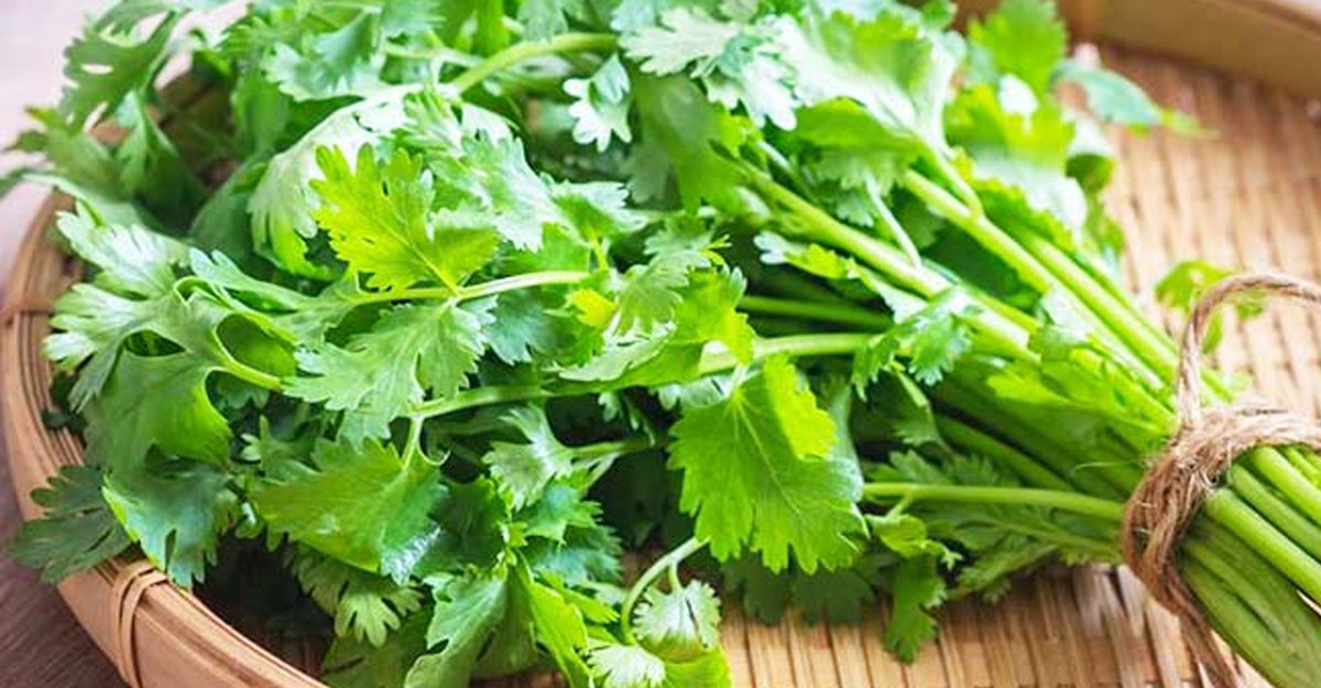 coriander