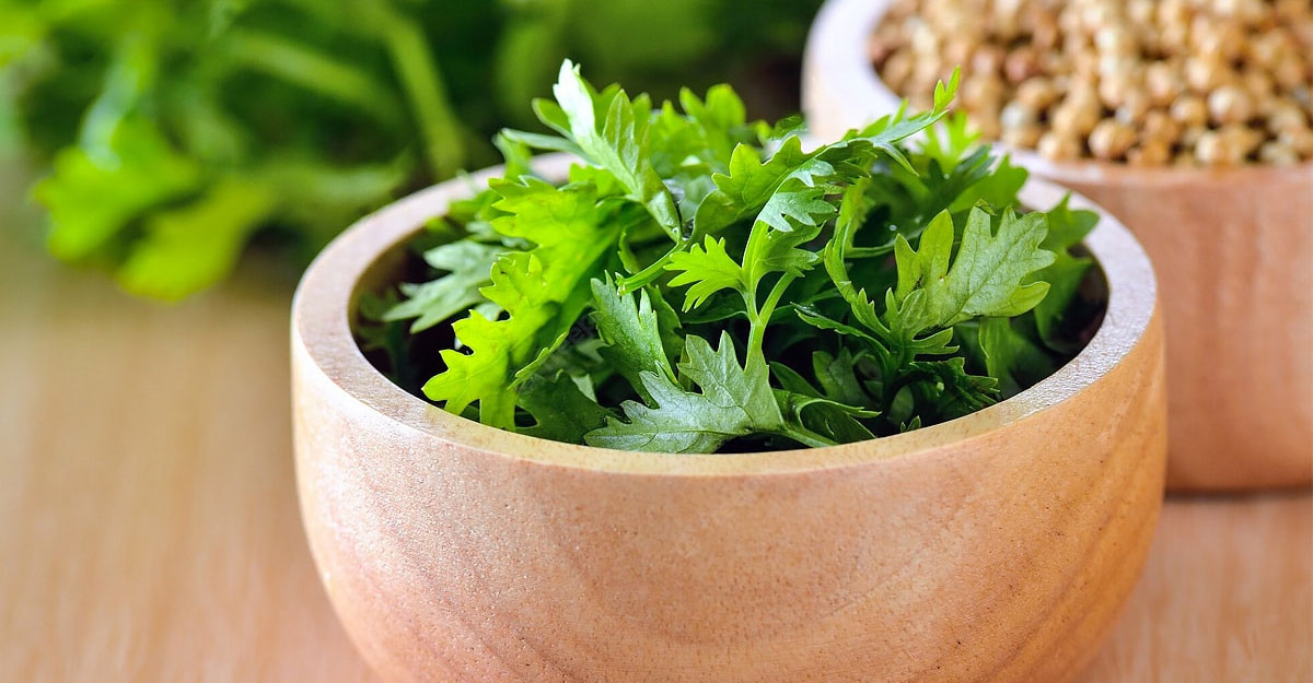 coriander