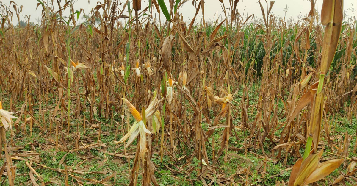 চুয়াডাঙ্গায় অজ্ঞাত রোগে হুমকির মুখে ভুট্টা চাষ