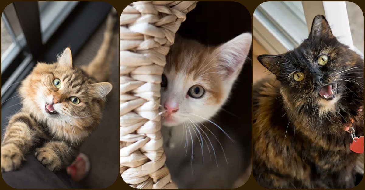 বিড়াল অতিরিক্ত ‘মিঁয়াও’ করে কেন?