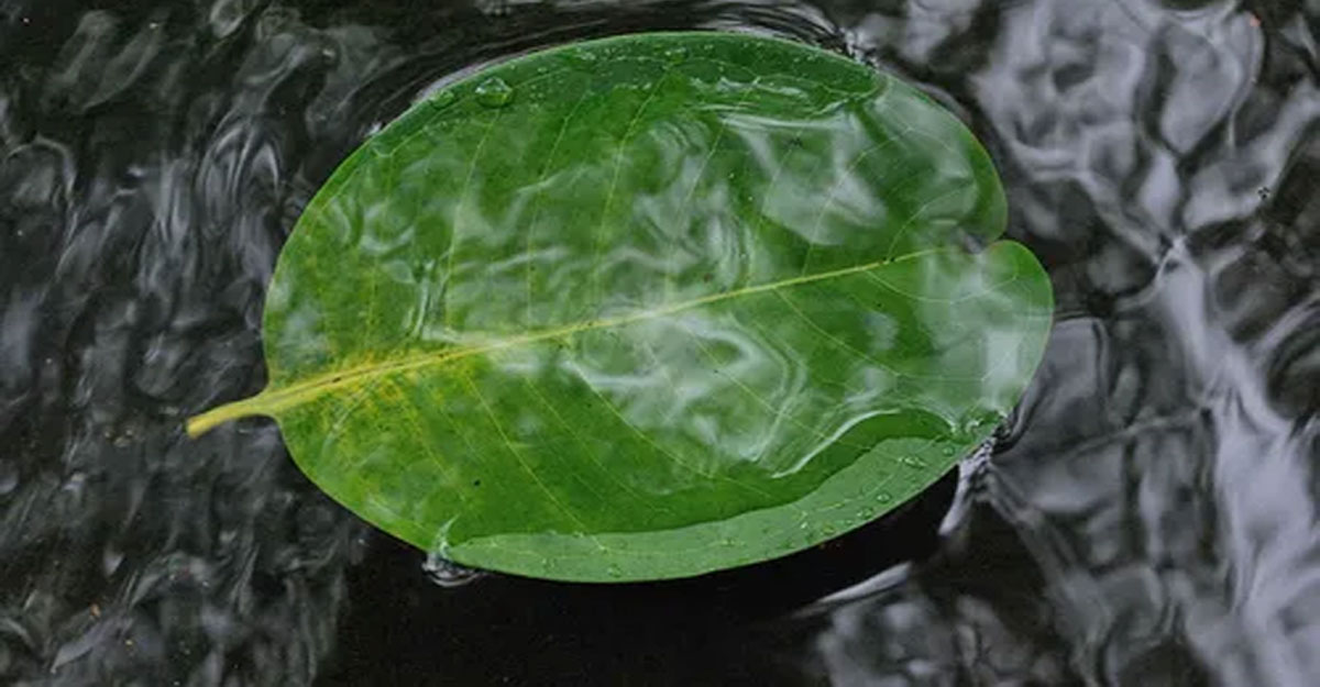 স্বামী কি মৃত স্ত্রীর গোসল দিতে পারবে?