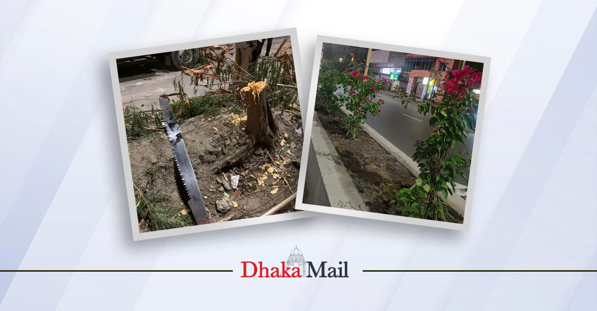 ছায়াদানকারী গাছ কেটে ফুলের চারা লাগিয়ে ডিএসসিসির ‘উন্নয়ন’