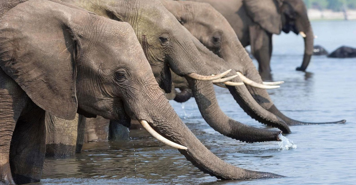 একবারে ২০ লিটার পানি ৩৩০ মাইল বেগে টানতে পারে হাতি!