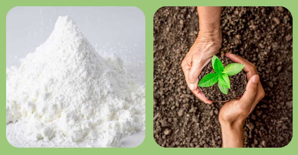 জিপসাম: গাছের ক্যালসিয়াম