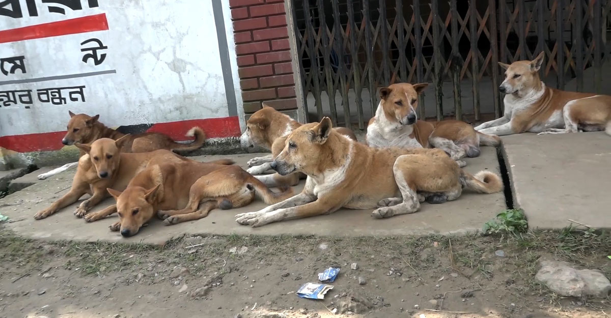 জামালপুরে কুকুর আতঙ্ক