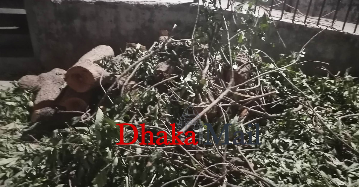 গভীর রাতে কাটা হলো গাছ, জানে না জবি কর্তৃপক্ষ