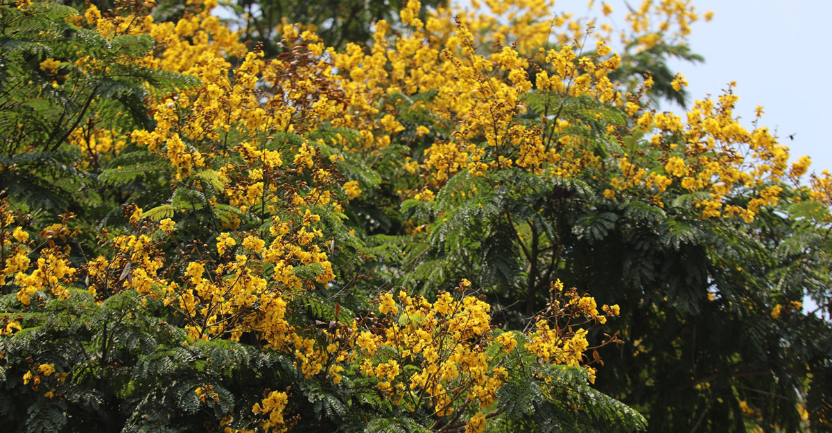 তপ্ত শহরে চোখের শান্তি সোনালি ‘কনকচূড়া’