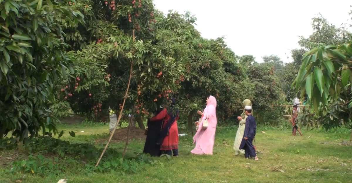 ২০০ বছরের পুরোনো লিচু গ্রাম ‘মঙ্গলবাড়িয়া’