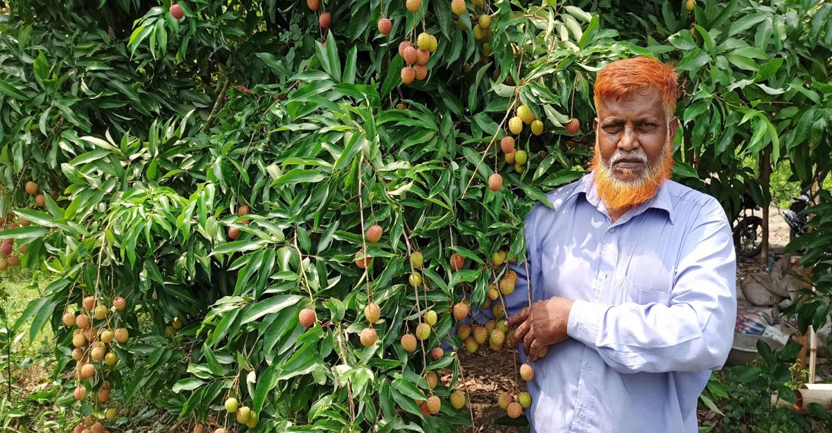 প্রতিটি গাছে থোকায় থোকায় লিচু, সফল আলাউদ্দিন