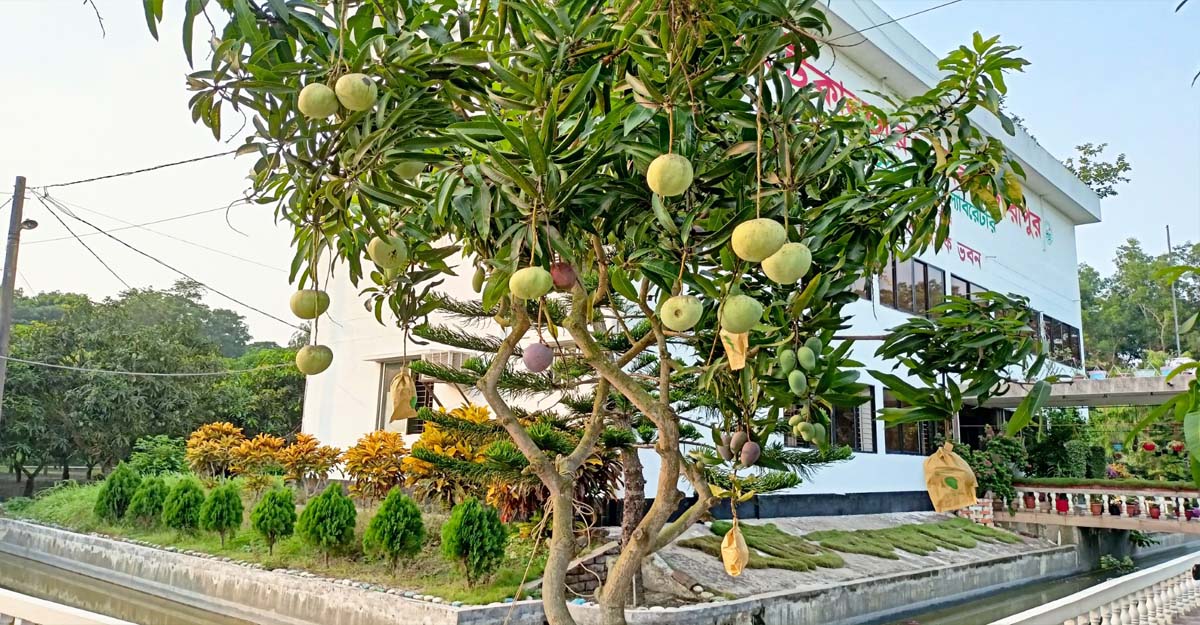 এক গাছে আট জাতের আম!