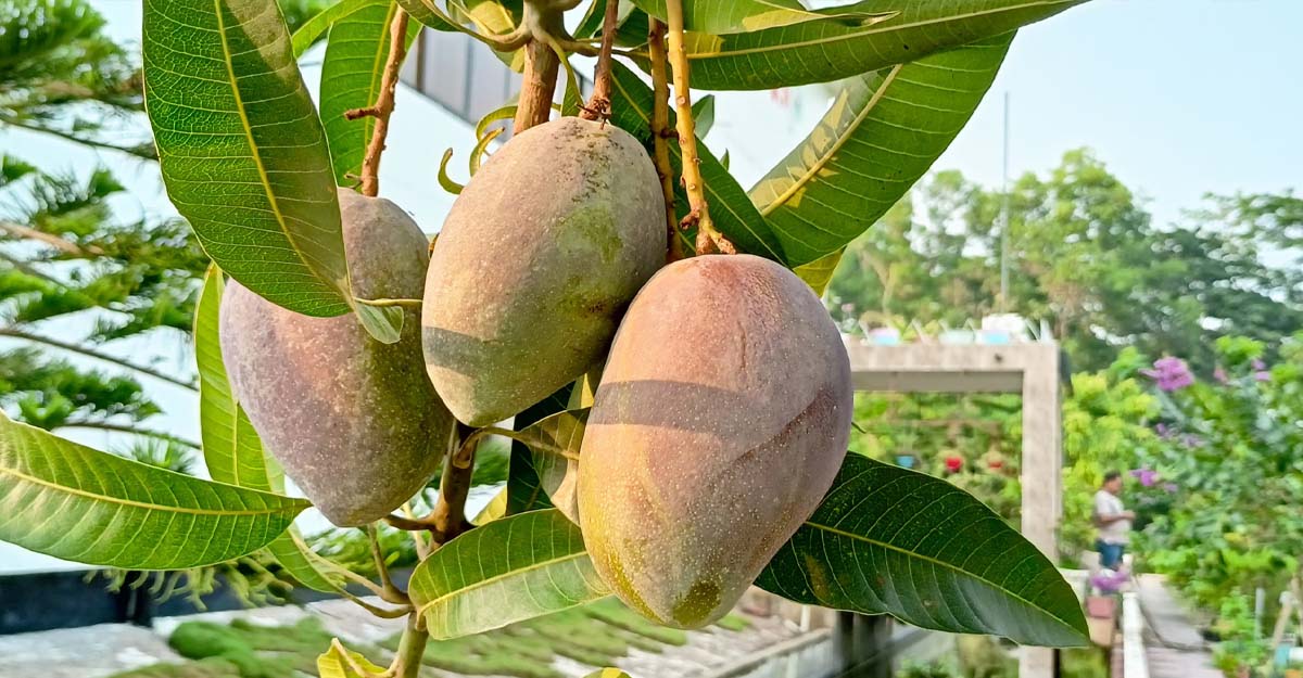 Manggo