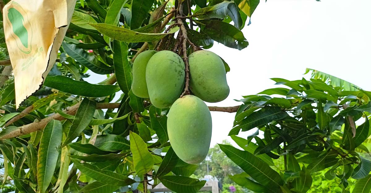 manggo