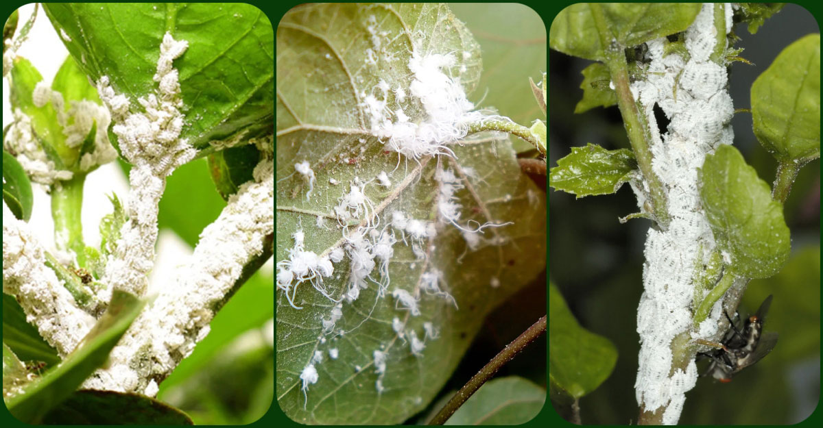 মিলিবাগ দমনের ঘরোয়া উপায়