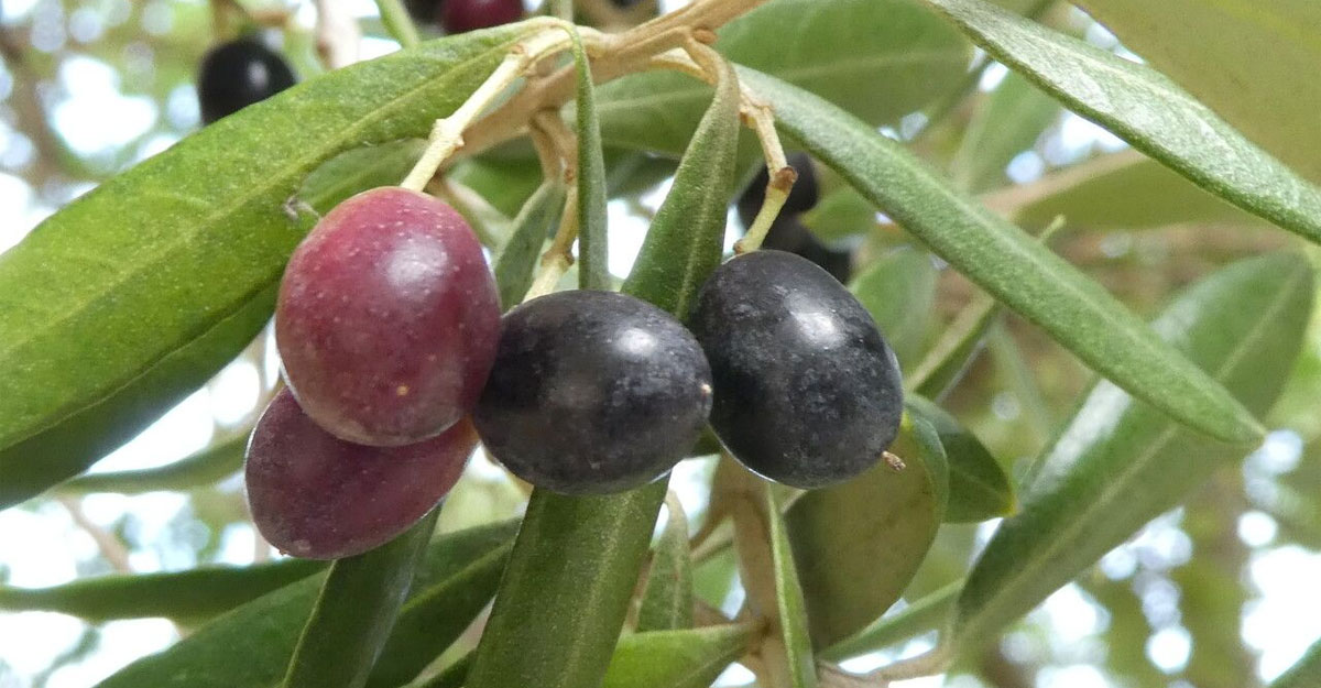 নবীজির প্রিয় ফল জয়তুন