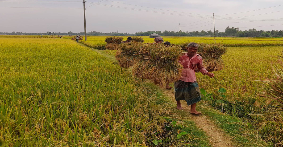 ধানের বাম্পার ফলনেও মুখ মলিন কৃষকের